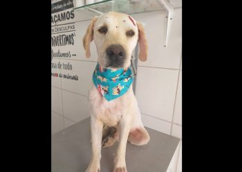 Cresce número de animais abandonados durante a quarentena, em São João Batista
