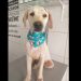 Cresce número de animais abandonados durante a quarentena, em São João Batista