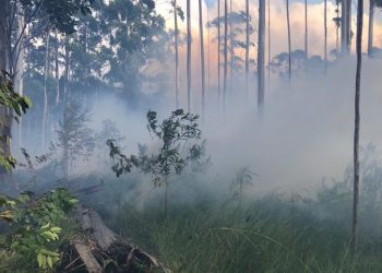 Aumento de incêndios florestais na região preocupa Corpo de Bombeiros de São João Batista