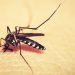 Epidemiologia de Nova Trento identifica 14 focos de dengue