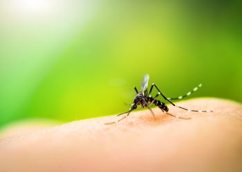 Casos de dengue preocupam municípios do Vale do Rio Tijucas
