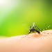 Casos de dengue preocupam municípios do Vale do Rio Tijucas