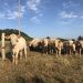 Leilões de bovinos com transmissão online também estão autorizados