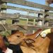 Cidasc emite alerta de raiva bovina em Tijucas e solicita vacinação de todos os animais da região