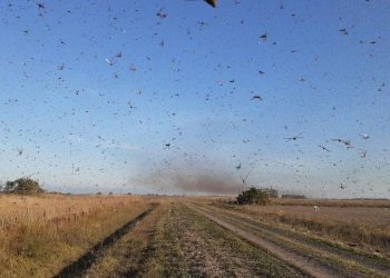 Nuvem de gafanhotos está próxima do Rio Grande do Sul