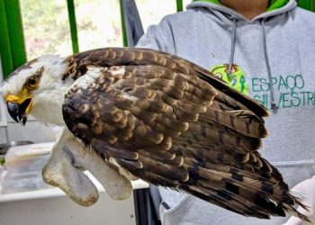 Em um ano, Santa Catarina resgata 1,4 mil animas vítimas de tráfico