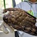 Em um ano, Santa Catarina resgata 1,4 mil animas vítimas de tráfico