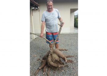 Morador do bairro Cardoso colhe mandioca com mais de 20 quilos, em São João Batista