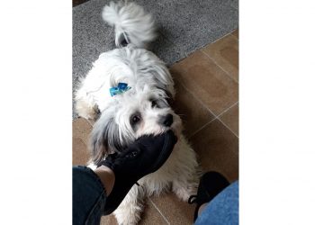 Casal de idosos procura por cachorro desaparecido no bairro Cardoso