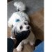 Casal de idosos procura por cachorro desaparecido no bairro Cardoso