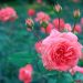 Caneladas e Canelinha: Esta rosa que sorria, de Maria Beatriz Dalsasso Côrte
