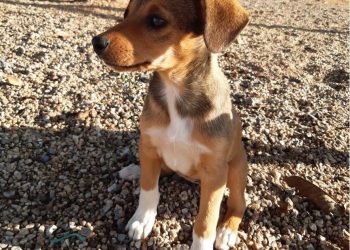 Associação Protetora de Animais é criada em Canelinha