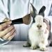 Projeto de lei que proíbe uso de animais em testes de cosméticos é aprovado pela Assembleia Legislativa