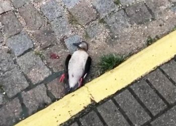 Briga entre aves resulta em mais de mil casas sem energia elétrica, em Nova Trento