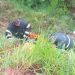 Mulher morre em acidente de trânsito na rodovia SC-108, em São João Batista