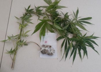 PM encontra pé de maconha, além de ecstasy