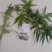PM encontra pé de maconha, além de ecstasy