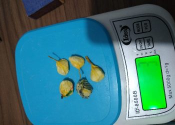 PM apreende drogas e celular no bairro Carmelo, em São João Batista