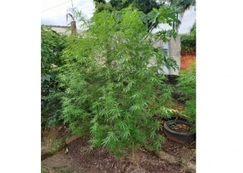 Plantação de maconha é encontrada pela Polícia Militar, em São João Batista