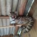 Polícia Ambiental recolhe gato-maracajá em São João Batista