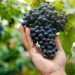 Nova Trento recebe projeto para desenvolvimento de vitivinicultura