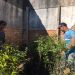 Canelinha distribuirá mudas à população