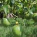 Agricultores são incentivados a destinar adequadamente embalagens de agrotóxicos em Tijucas