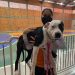Mutirão de castração de cães e gatos supera expectativa em Nova Trento