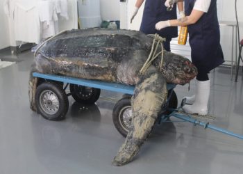 Tartaruga rara com mais de 200 kg é encontrada no Perequê, em Porto Belo