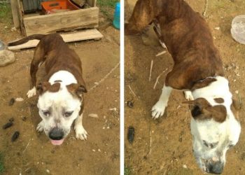 Polícia Militar de Major Gercino resgata cão em situação de maus tratos