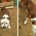 Polícia Militar de Major Gercino resgata cão em situação de maus tratos