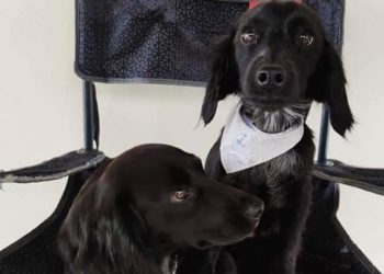 Inscrições para o 13º Mutirão de Castração de Cães e Gatos seguem abertas