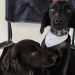 Inscrições para o 13º Mutirão de Castração de Cães e Gatos seguem abertas