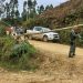 Homem morre ao ser atingido por queda de árvore, em Leoberto Leal