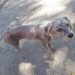 Major Gercino deverá aprovar projeto para reabilitação de cães