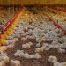 Exportações de carne de frango catarinense crescem 57,5% em outubro
