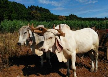 Proprietário verifica sumiço de junta de bois em Nova Trento