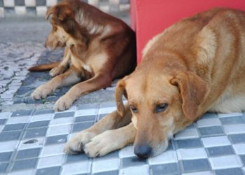 Nova Trento tem inscrições abertas ao 3º Mutirão de Castração de Cães e Gatos