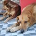 Nova Trento tem inscrições abertas ao 3º Mutirão de Castração de Cães e Gatos