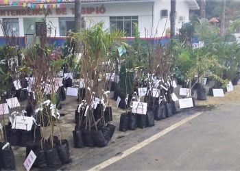 São João Batista receberá feira de mudas frutíferas em julho