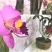 Exposição de Orquídeas integra programação dos 64 anos de São João Batista