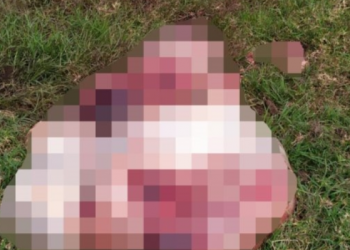 Animal é morto e carne furtada em São João Batista