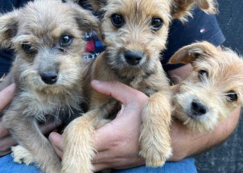 ABPA tem inscrições para o 19º Mutirão de Castração de Cães e Gatos