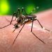 Nova Trento registra 20 focos de mosquito da dengue em dois meses