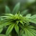 Associação de Cannabis Medicinal de SC tem autorização para cultivo de maconha com indicação clínica de uso