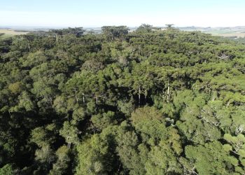 Mês do Meio Ambiente será marcado por programação especial em Santa Catarina