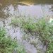 Mulher morre após carro cair na lagoa em Major Gercino